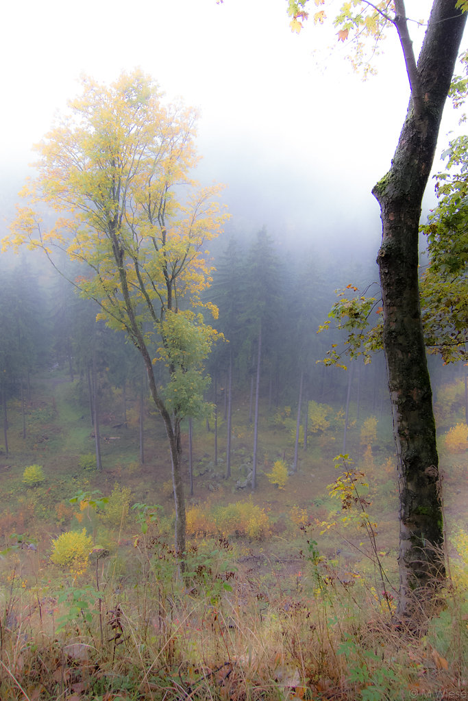 131012-marc-wiese-IMG-7137-Harz-Landschaft.jpg